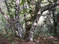 FotosRGES: Chestnut-Wood-[I-2002]---KIH